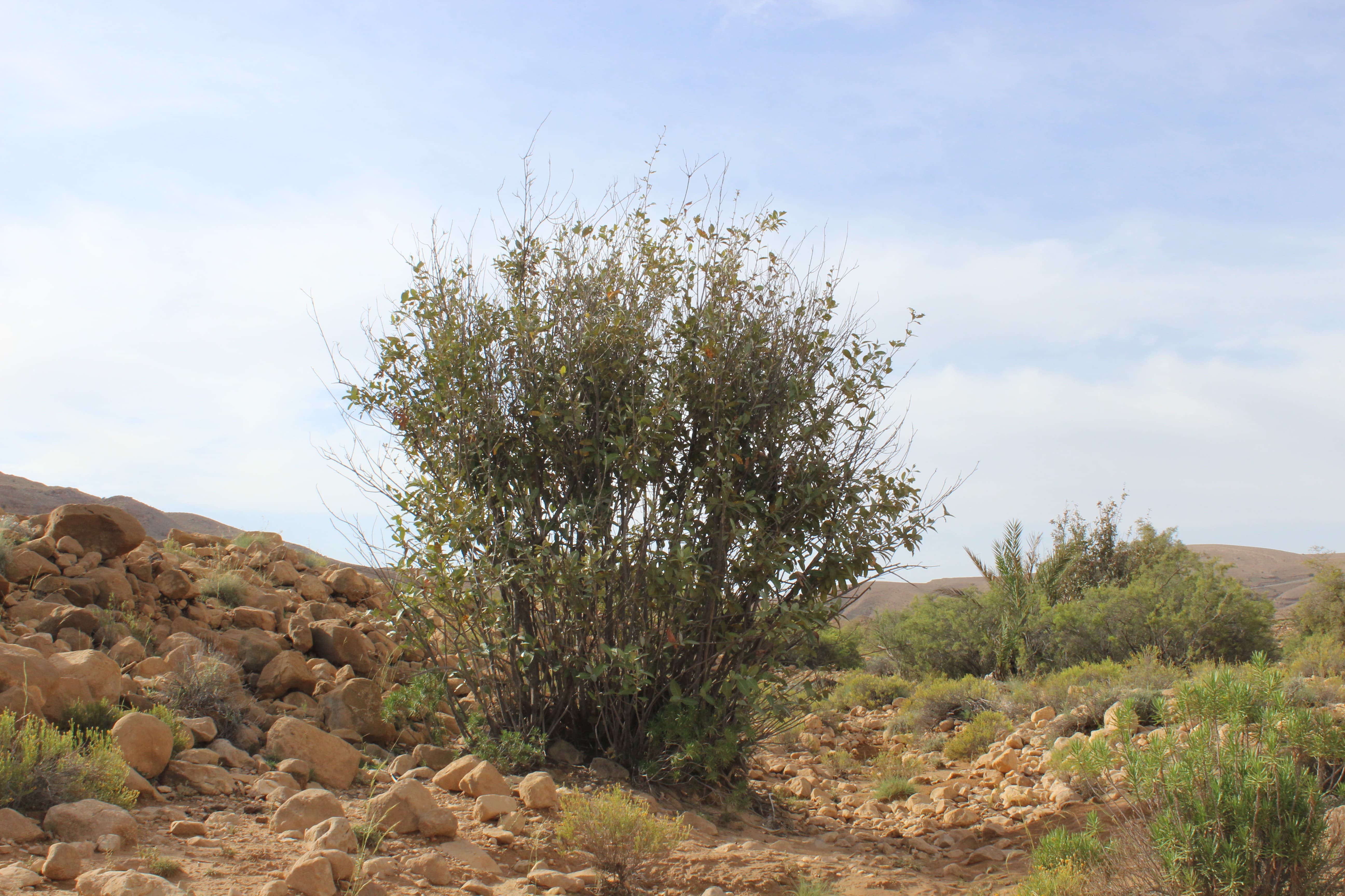 Plant Image